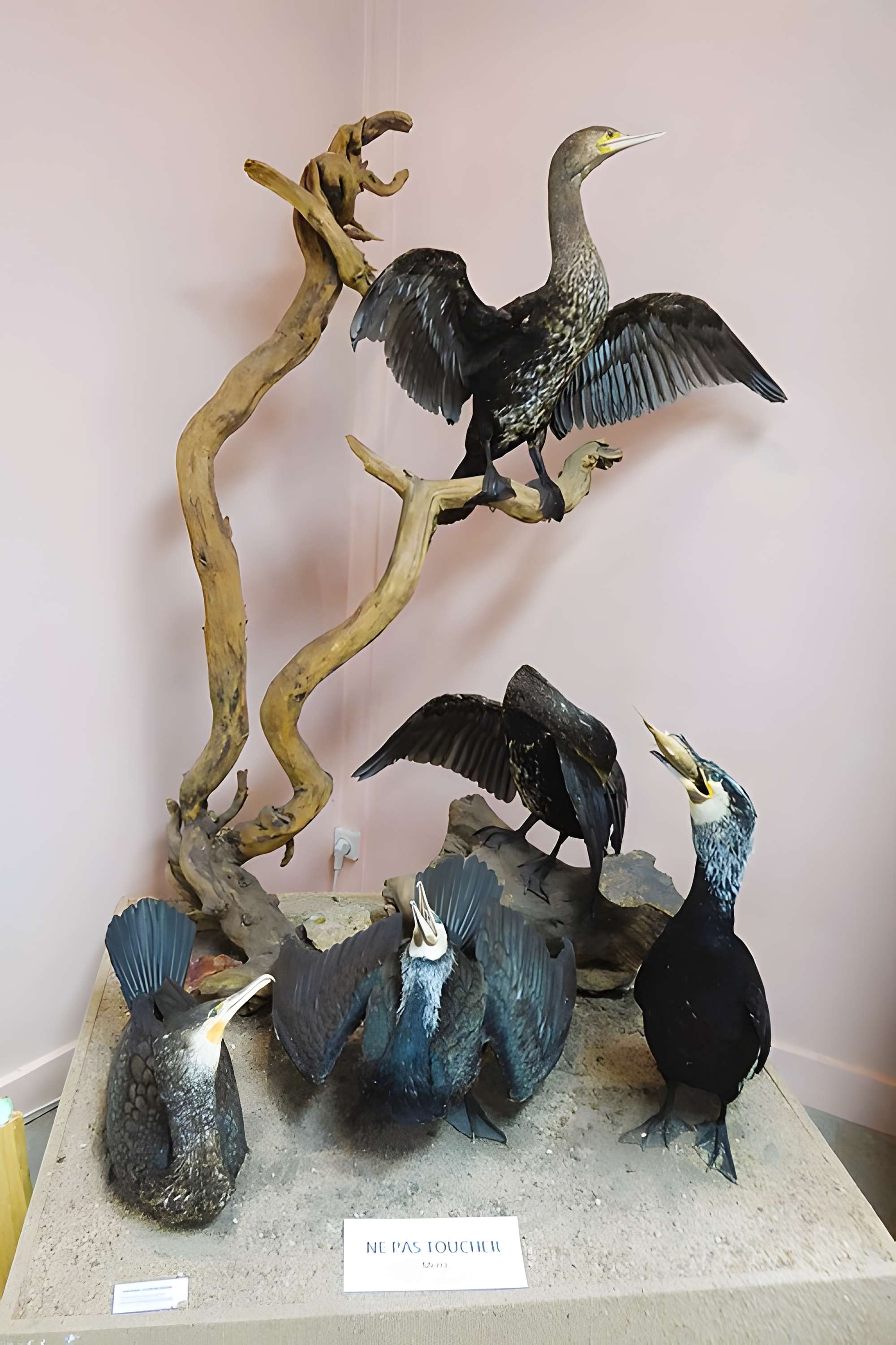 Musée des beaux-arts et d'histoire naturelle de Châteaudun