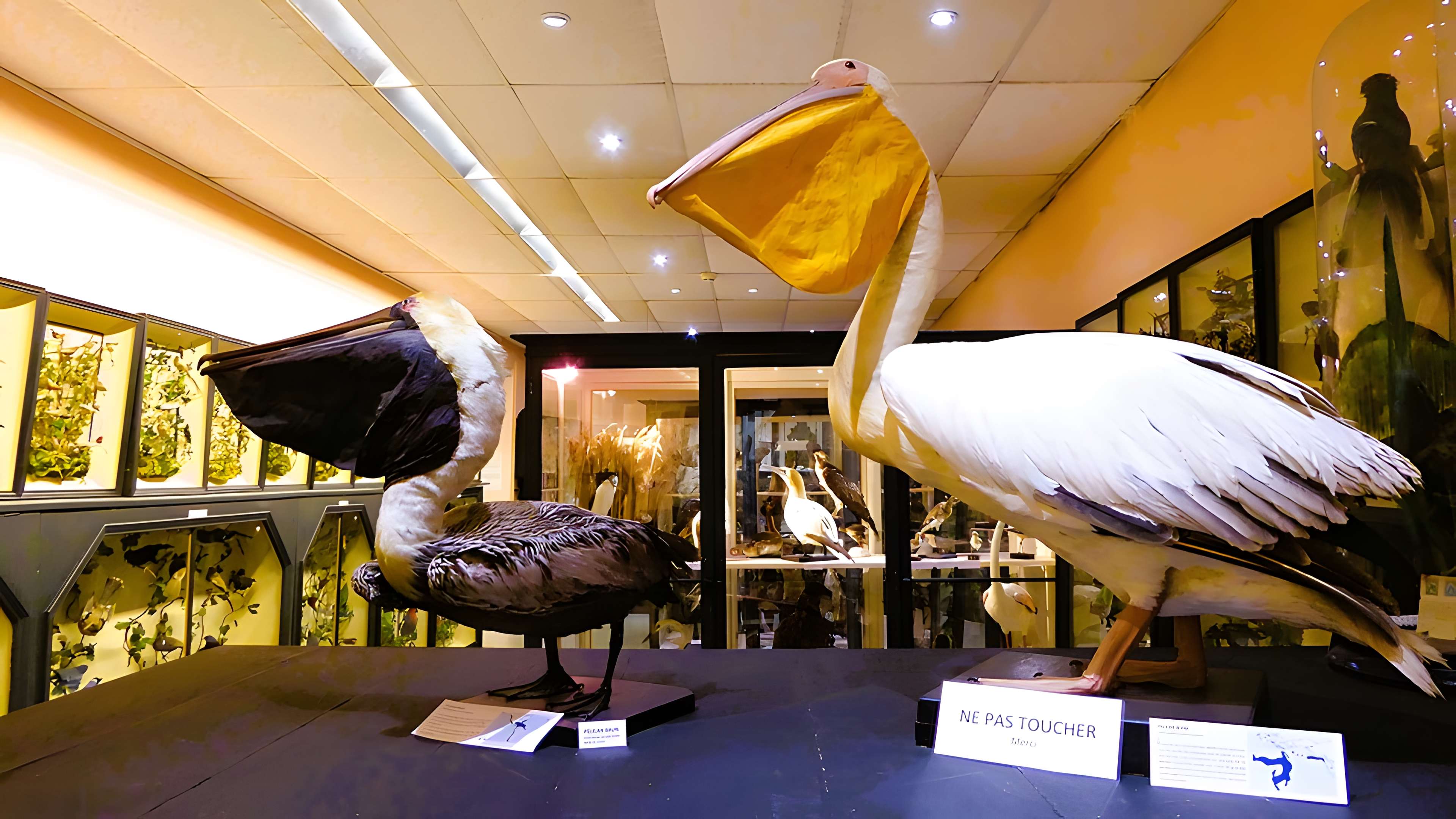 Musée des beaux-arts et d'histoire naturelle de Châteaudun