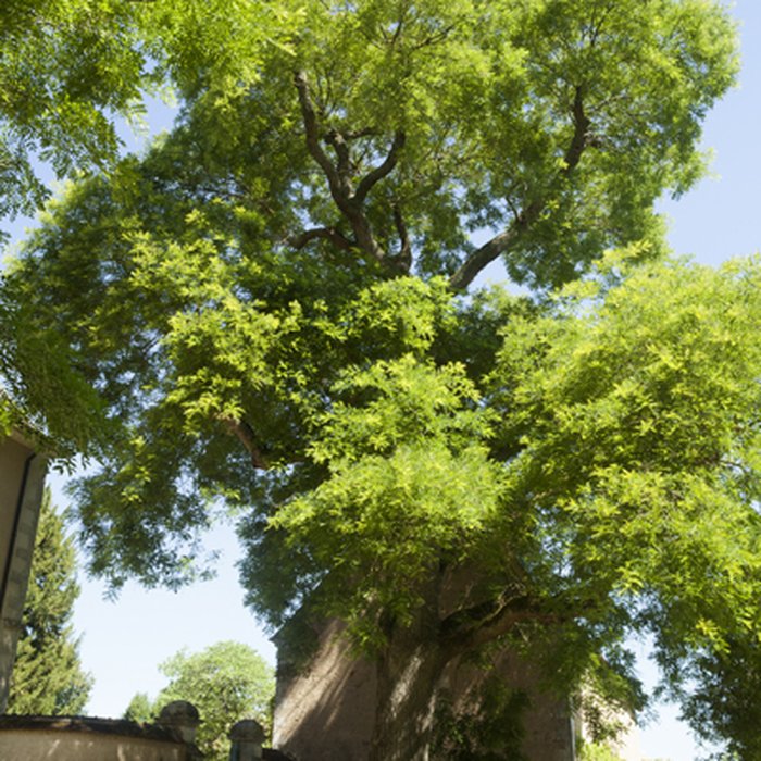 Photo de Maison de George Sand à Nohant-Vic
