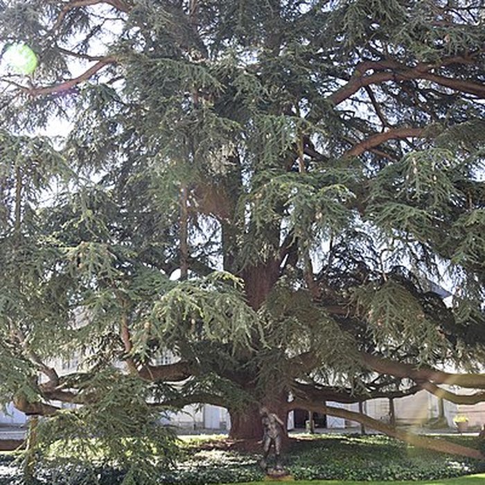 Photo de Musée des beaux-arts de Tours