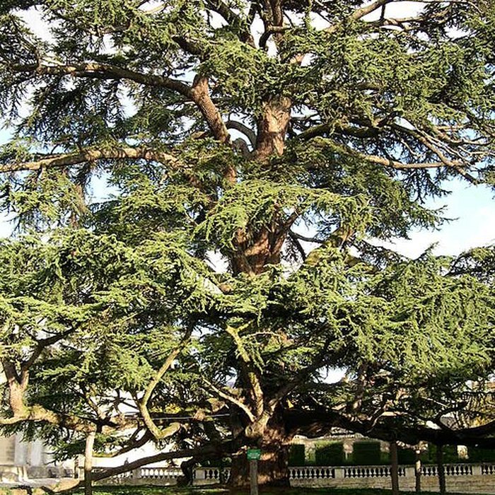 Photo de Musée des beaux-arts de Tours