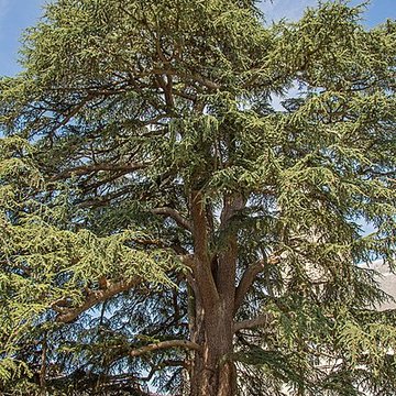 Musée des beaux-arts de Tours