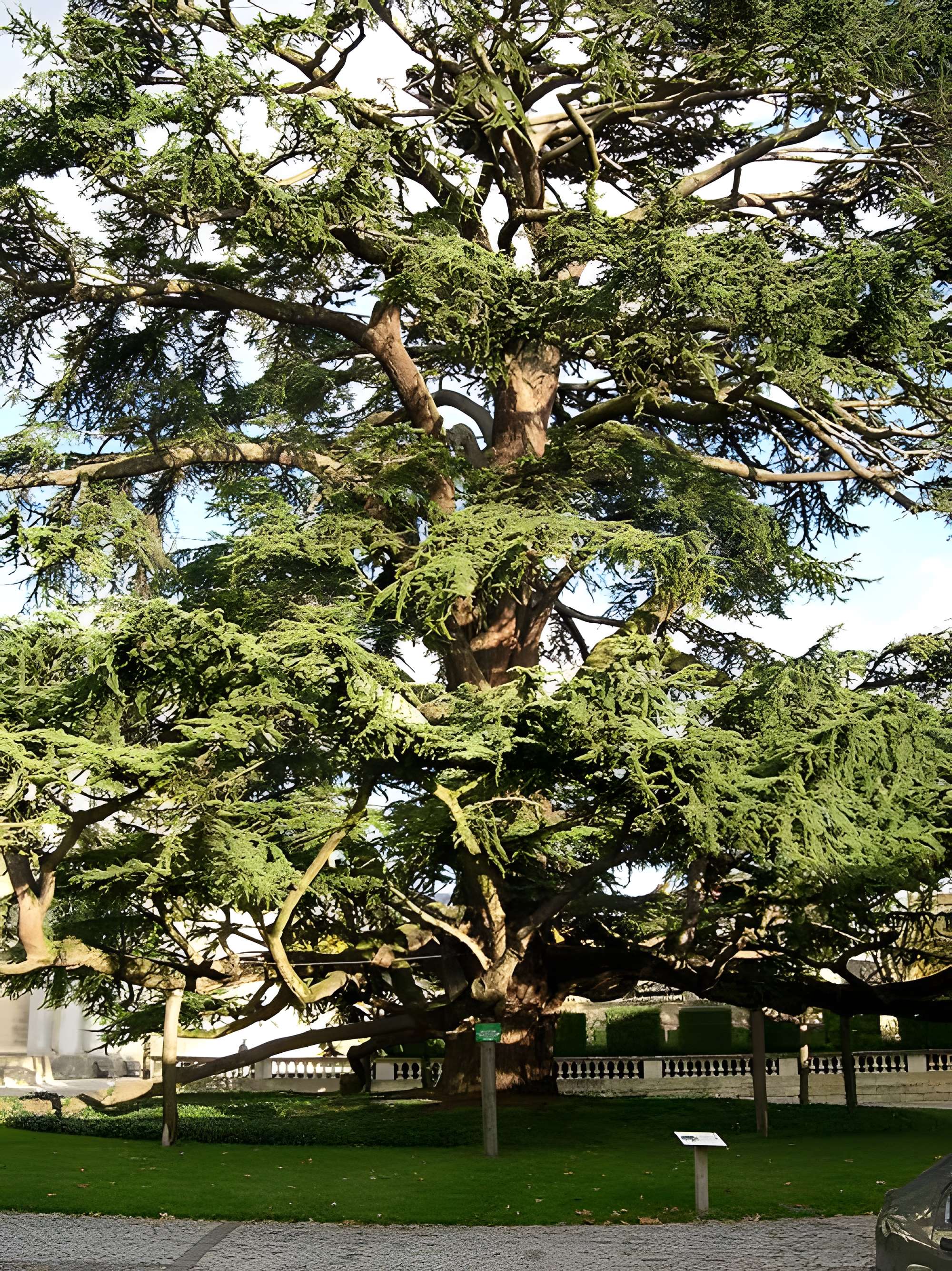 Musée des beaux-arts de Tours