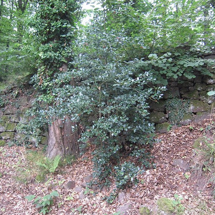 Photo de Château de Rathsamhausen