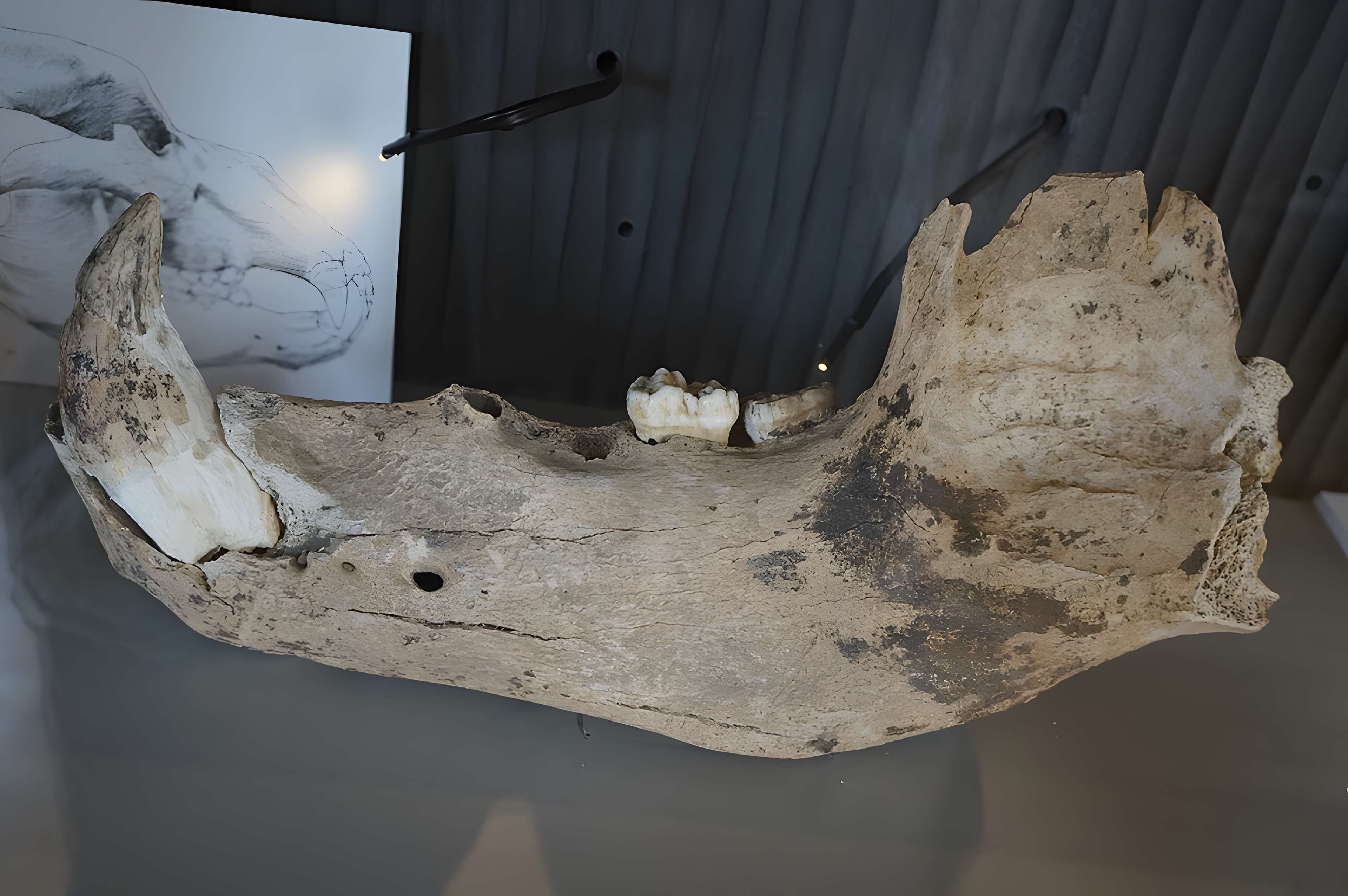 Musée municipal de Saint-Dizier