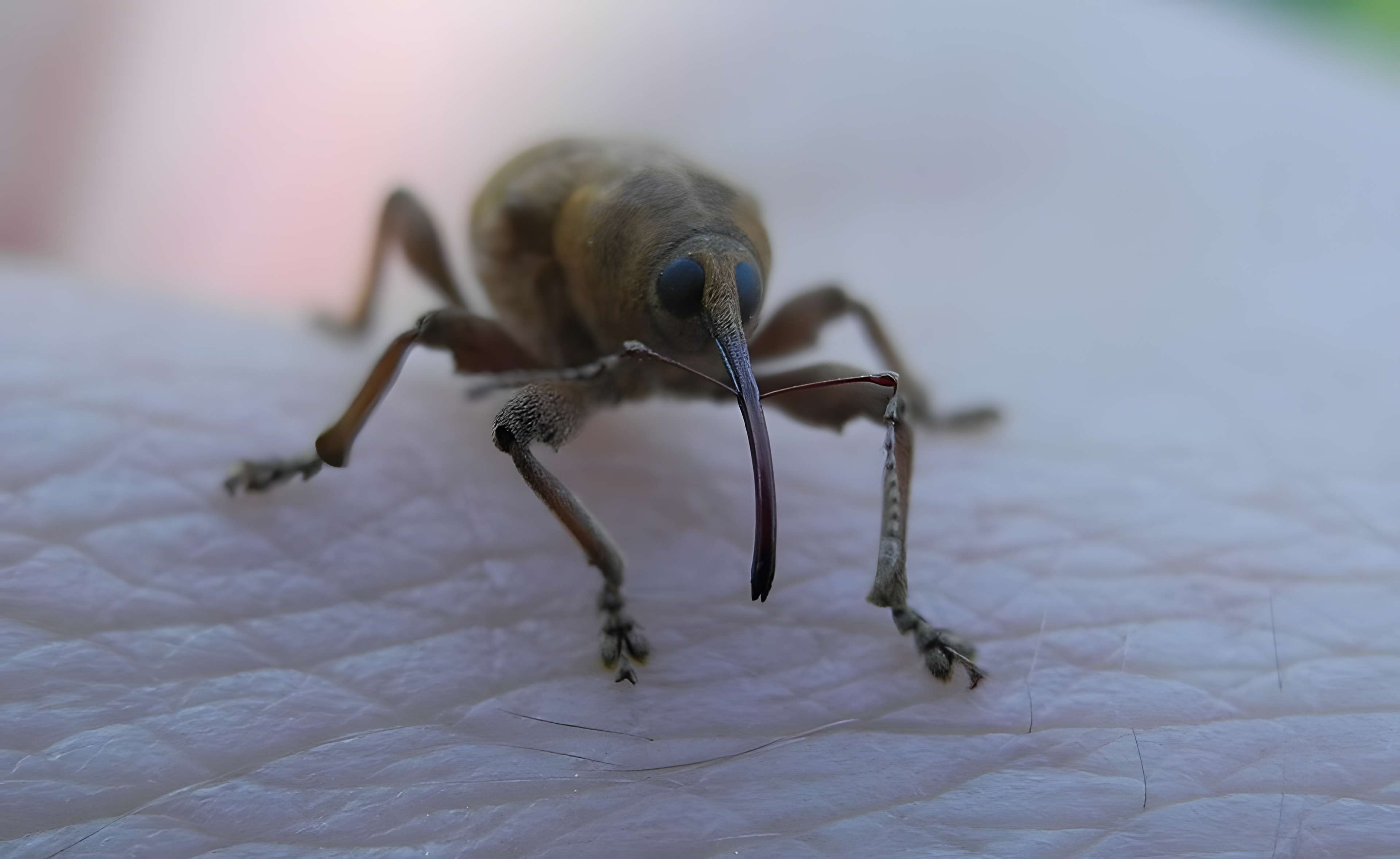 Musée de Plein Air des Maisons Comtoises