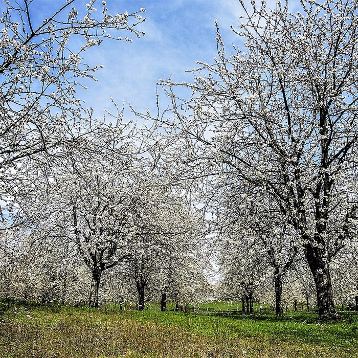Photo de Écomusée du pays de la cerise de Fougerolles