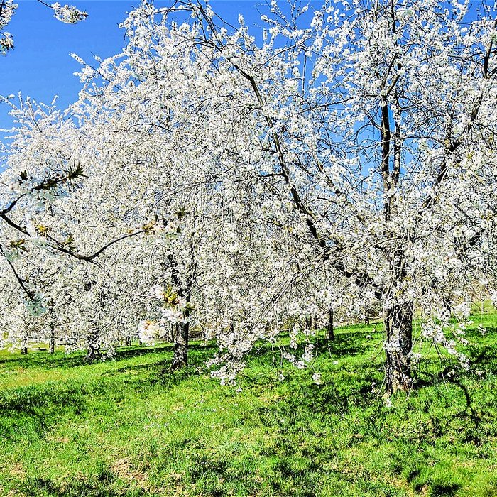 Photo de Écomusée du pays de la cerise de Fougerolles
