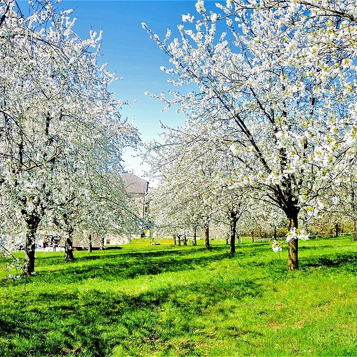 Photo de Écomusée du pays de la cerise de Fougerolles
