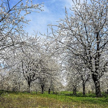 Écomusée du pays de la cerise de Fougerolles