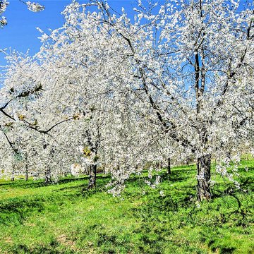 Écomusée du pays de la cerise de Fougerolles