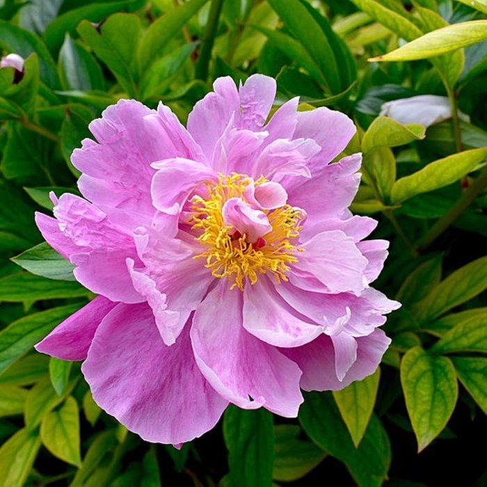 Photo de Fondation Claude Monet à Giverny