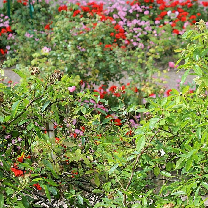 Photo de Fondation Claude Monet à Giverny