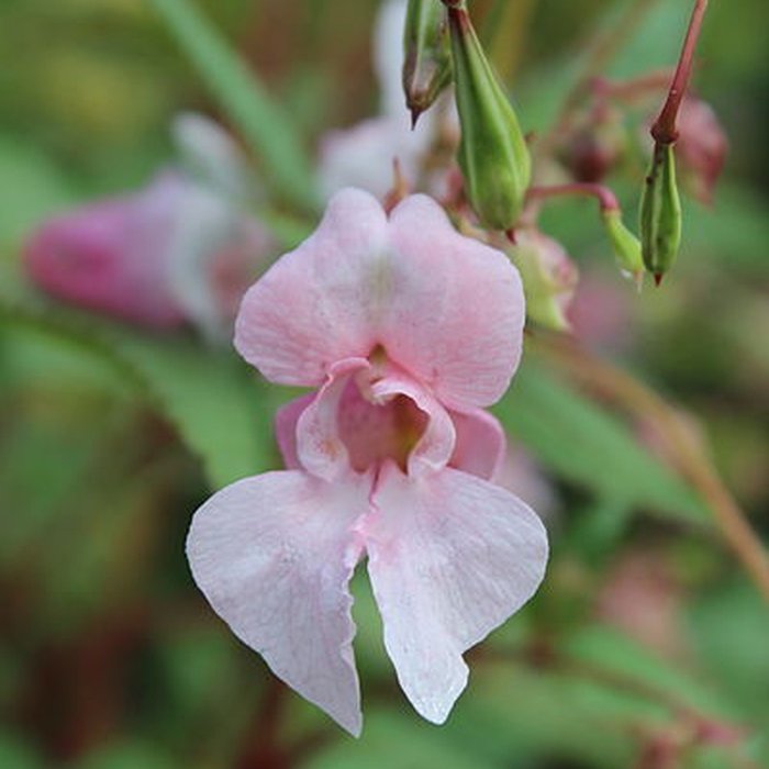 Photo de Fondation Claude Monet à Giverny