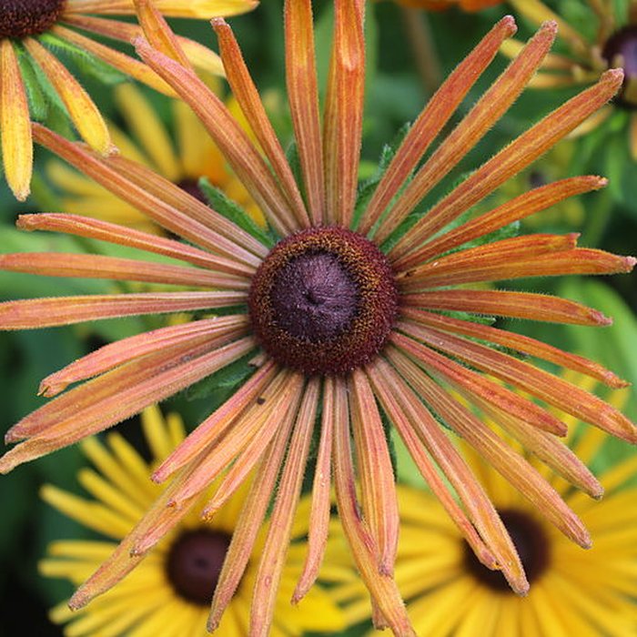Photo de Fondation Claude Monet à Giverny