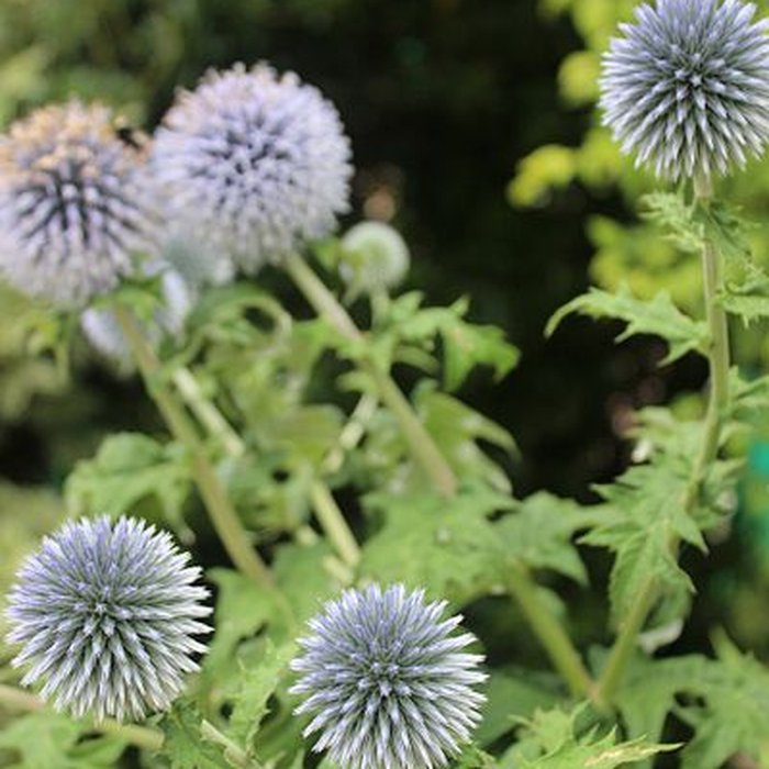 Photo de Fondation Claude Monet à Giverny