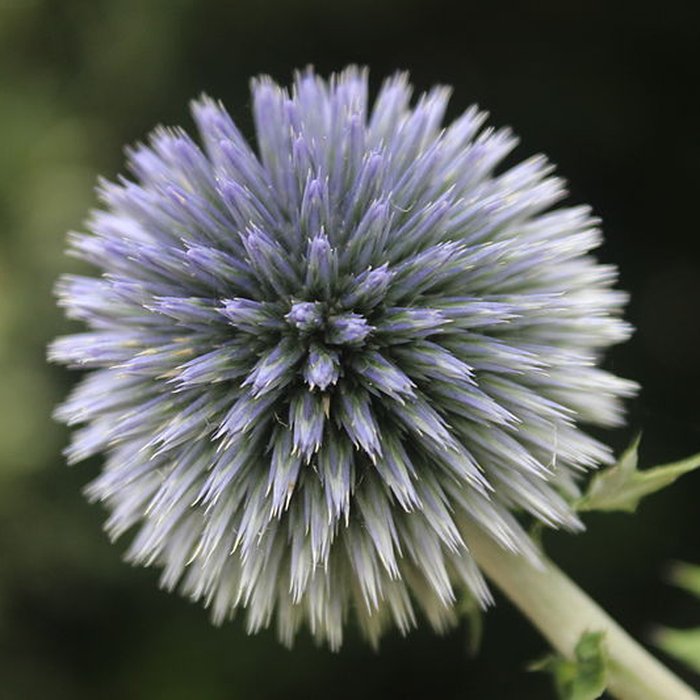 Photo de Fondation Claude Monet à Giverny