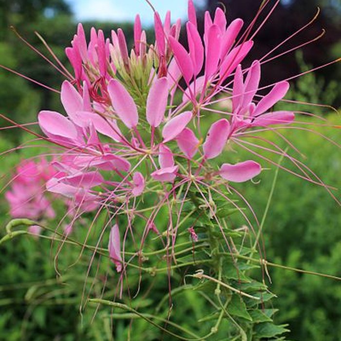 Photo de Fondation Claude Monet à Giverny