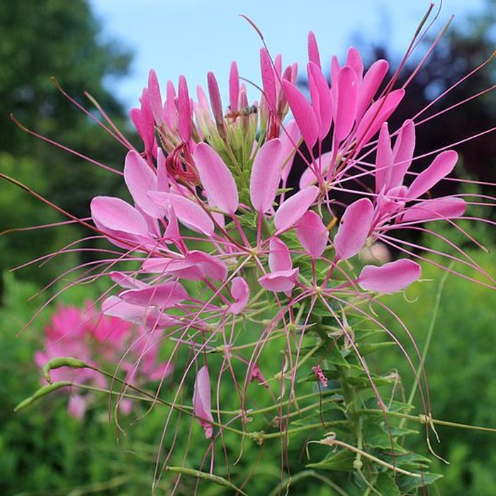 Photo de Fondation Claude Monet à Giverny