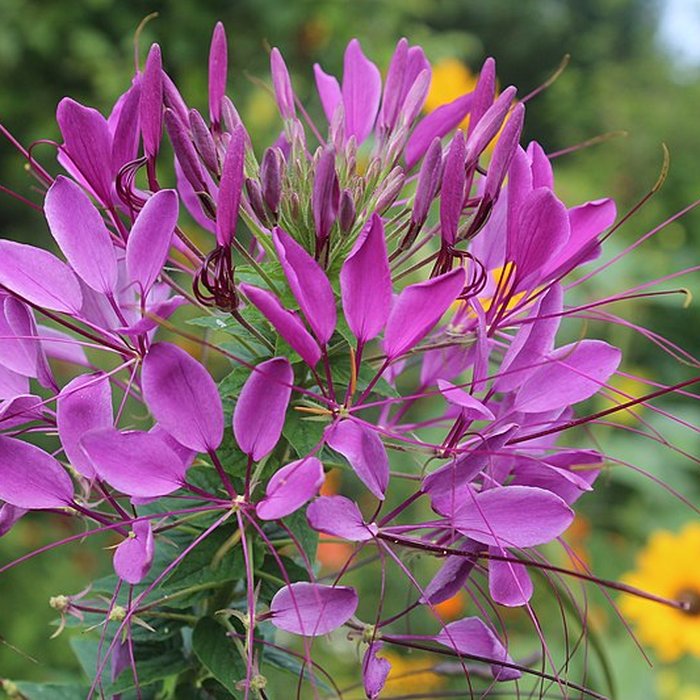 Photo de Fondation Claude Monet à Giverny