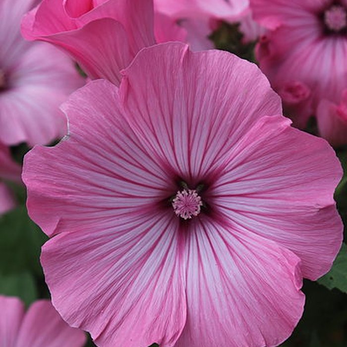 Photo de Fondation Claude Monet à Giverny
