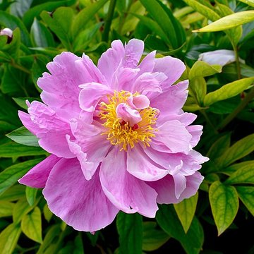 Fondation Claude Monet à Giverny