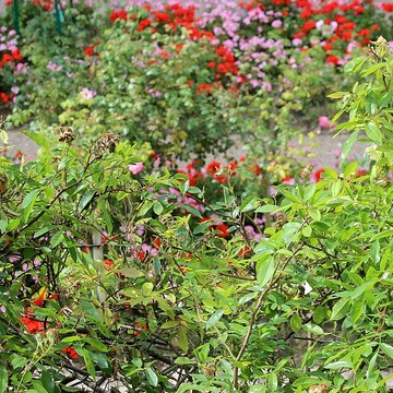 Fondation Claude Monet à Giverny