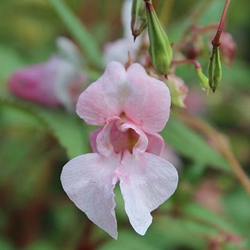 Fondation Claude Monet à Giverny
