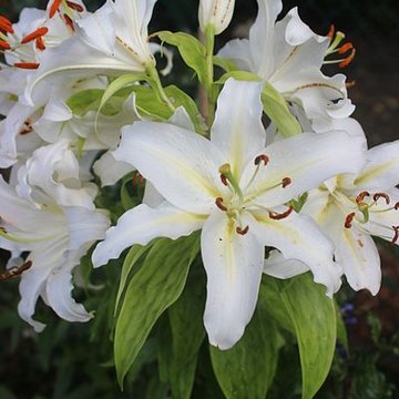 Fondation Claude Monet à Giverny