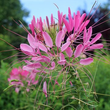 Fondation Claude Monet à Giverny