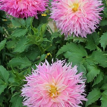 Fondation Claude Monet à Giverny