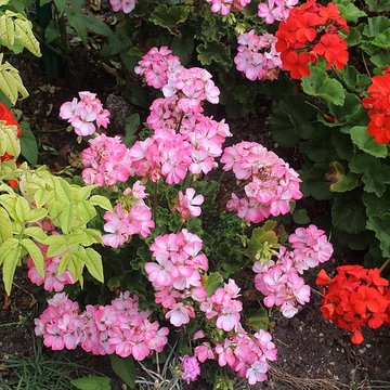 Fondation Claude Monet à Giverny