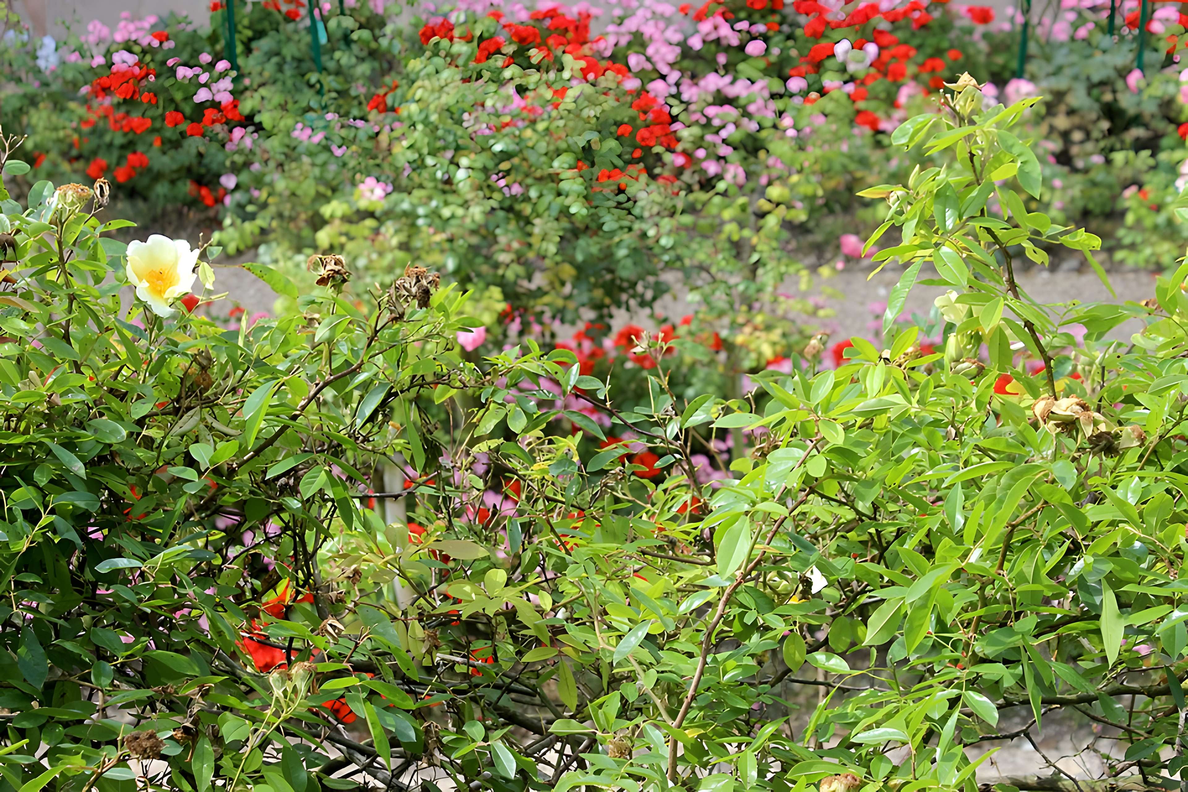 Fondation Claude Monet à Giverny