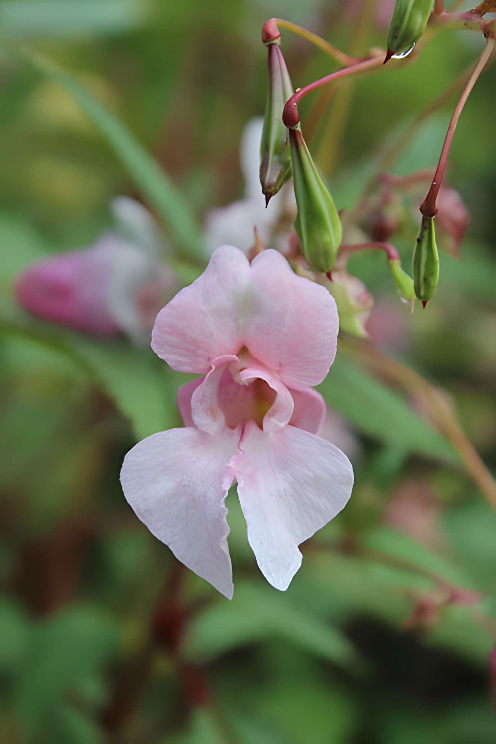Fondation Claude Monet à Giverny
