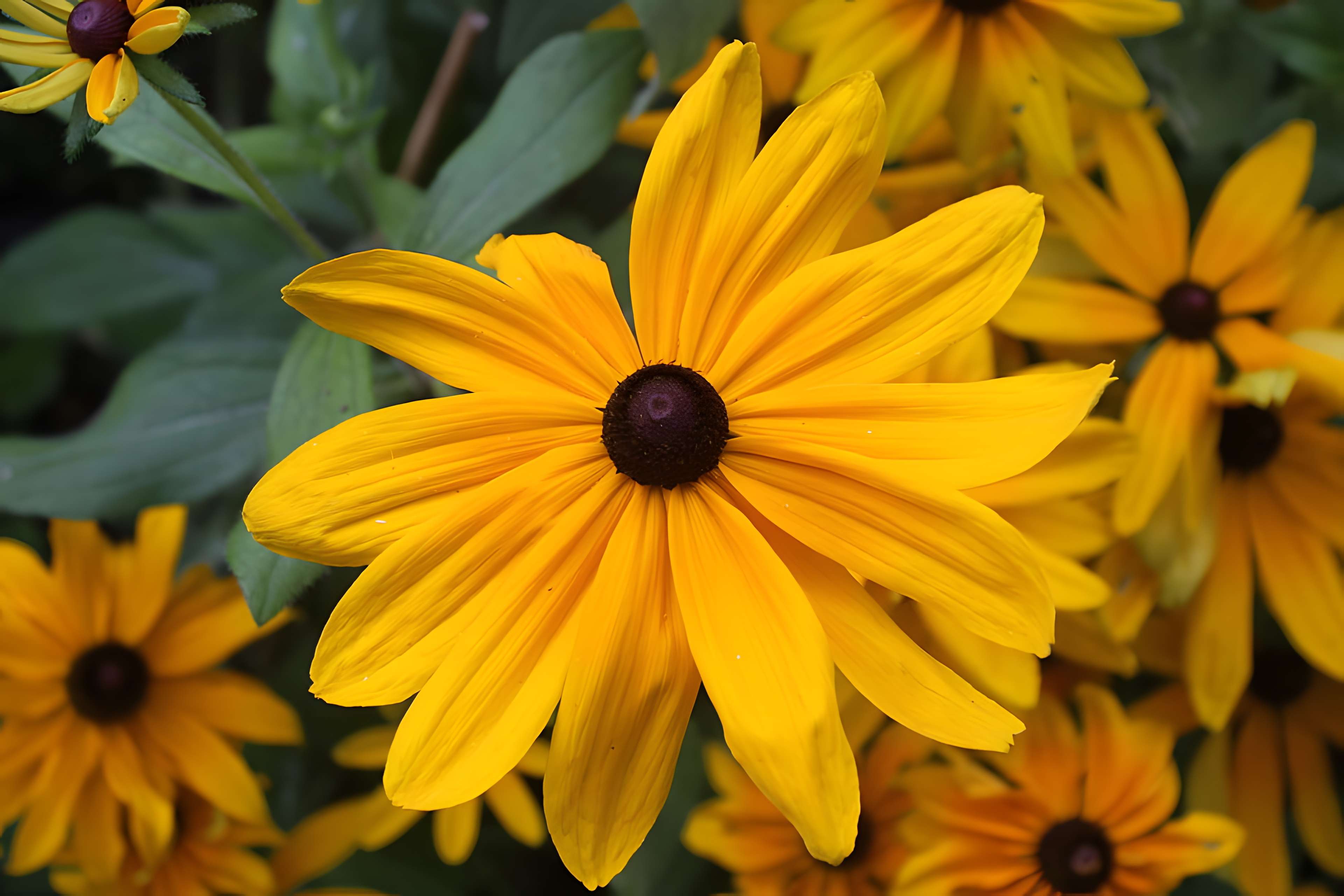 Fondation Claude Monet à Giverny