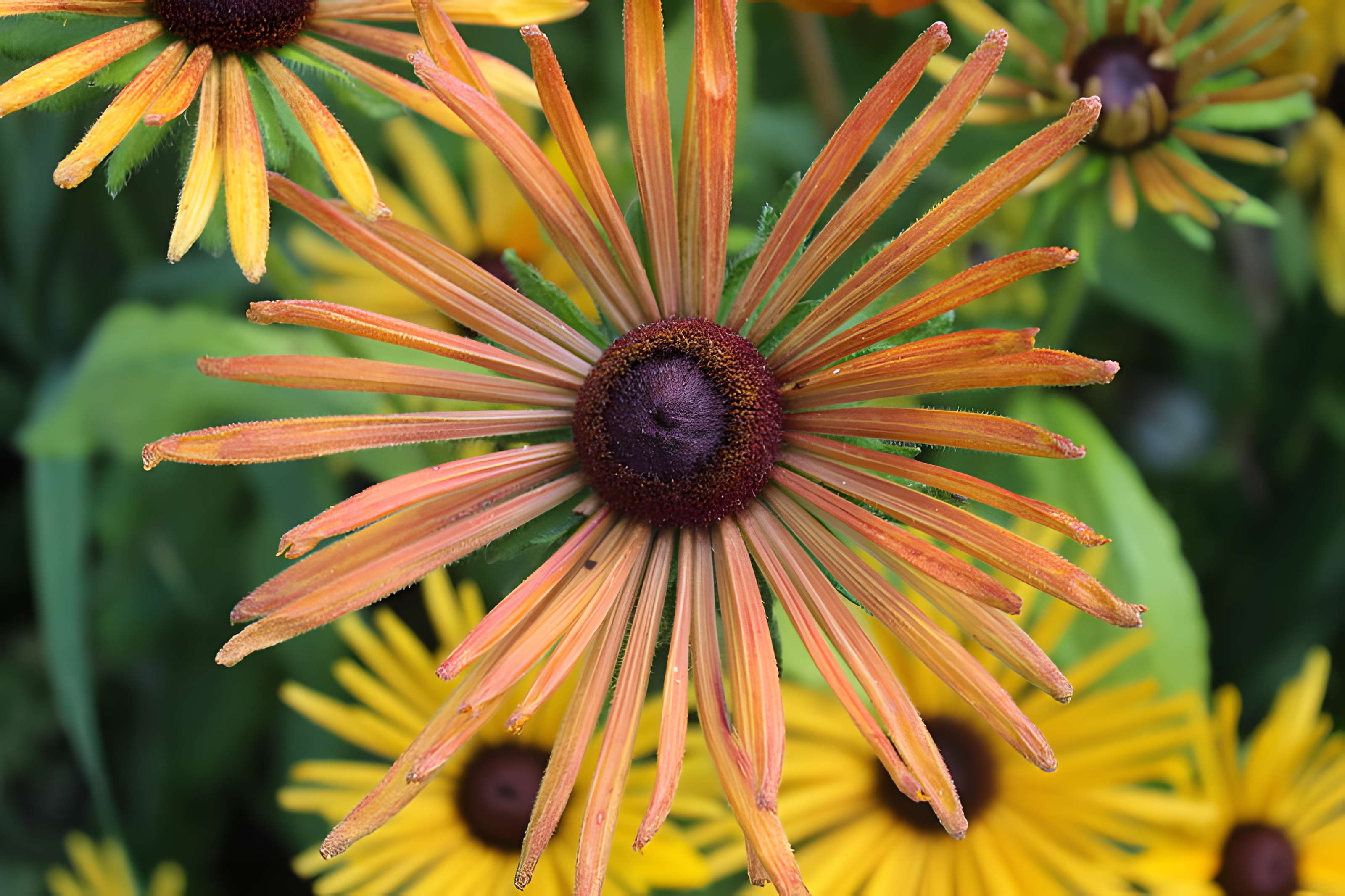 Fondation Claude Monet à Giverny