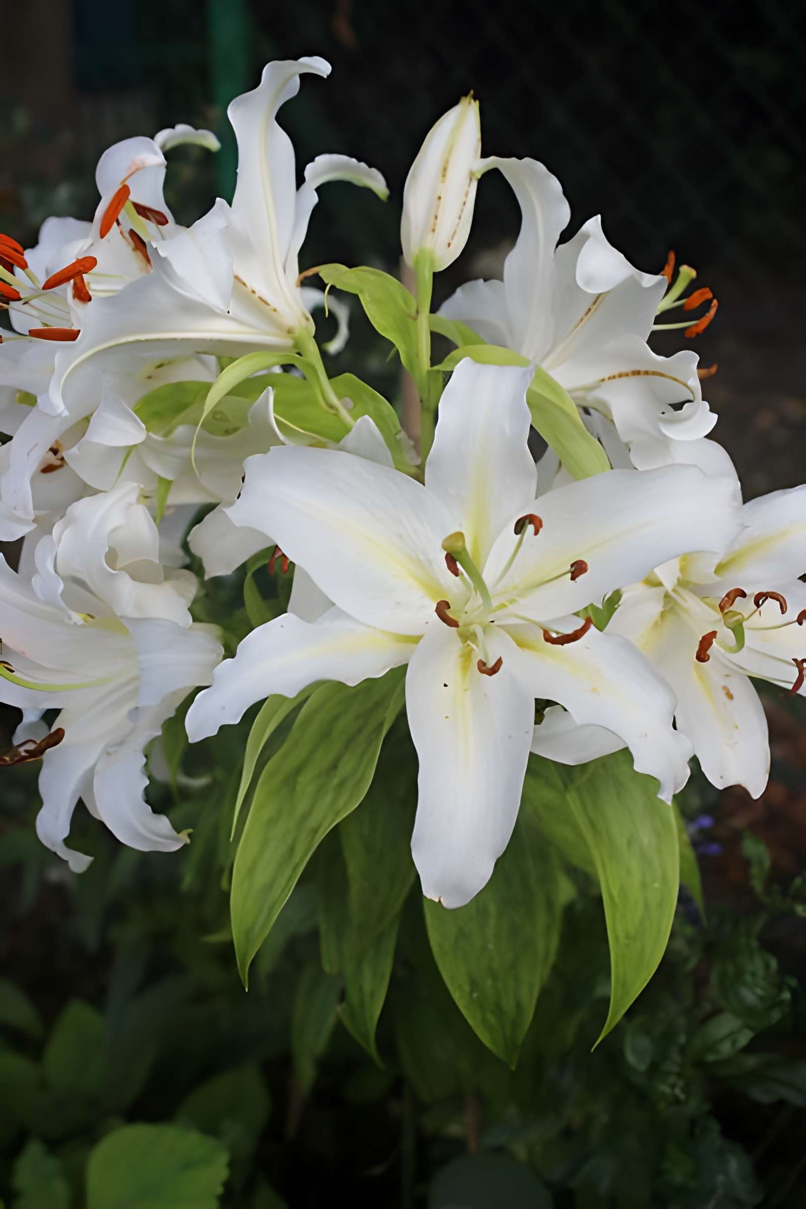 Fondation Claude Monet à Giverny