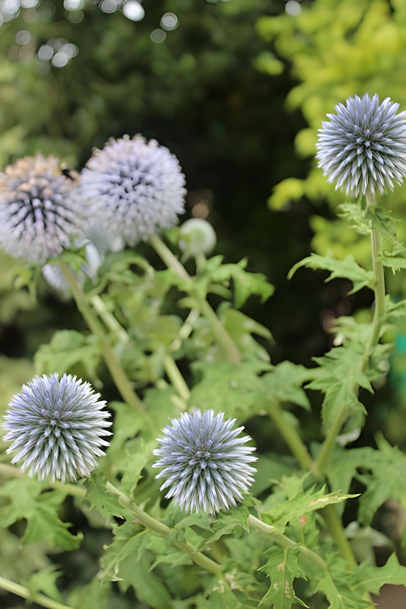 Fondation Claude Monet à Giverny