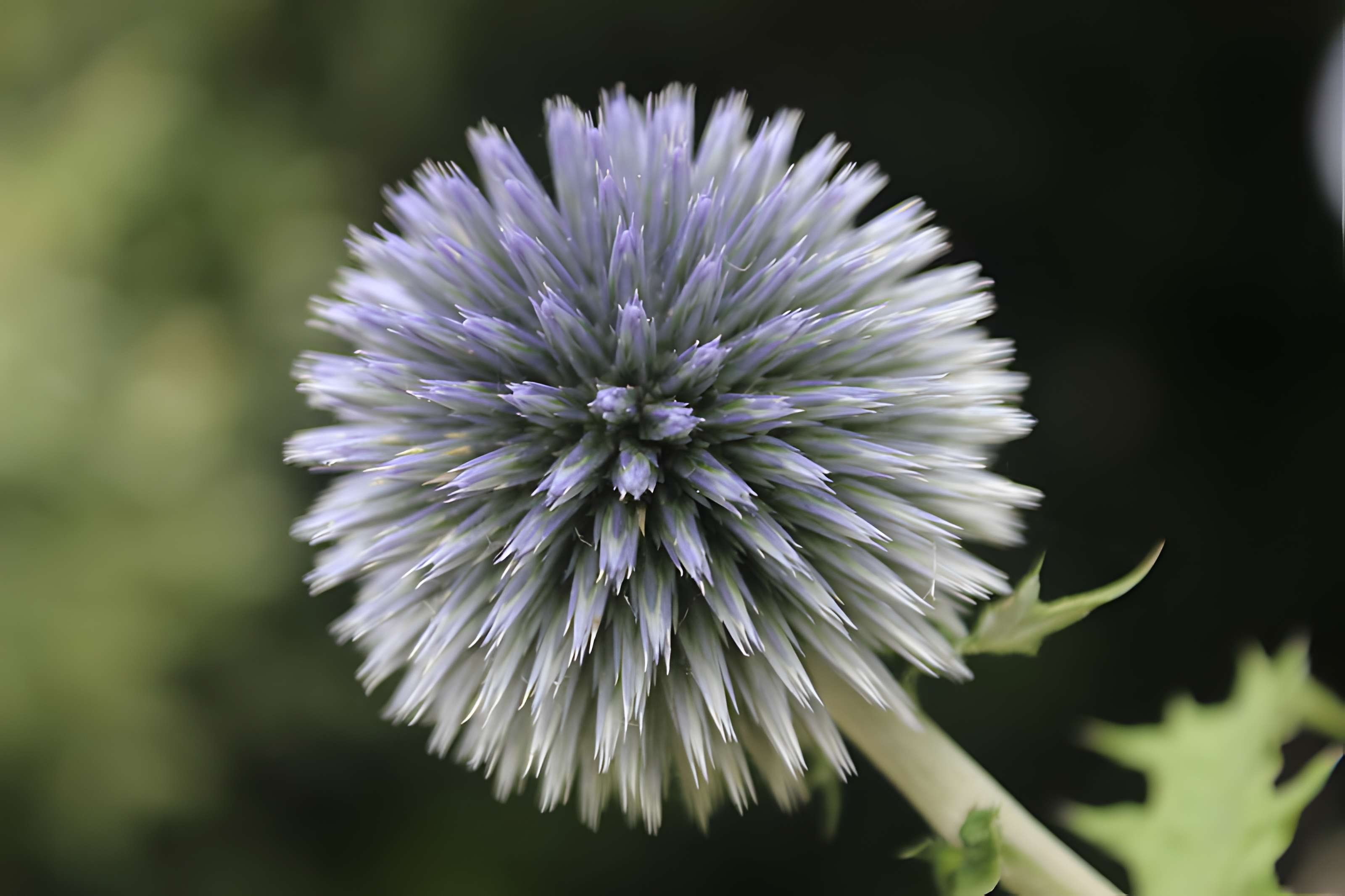 Fondation Claude Monet à Giverny