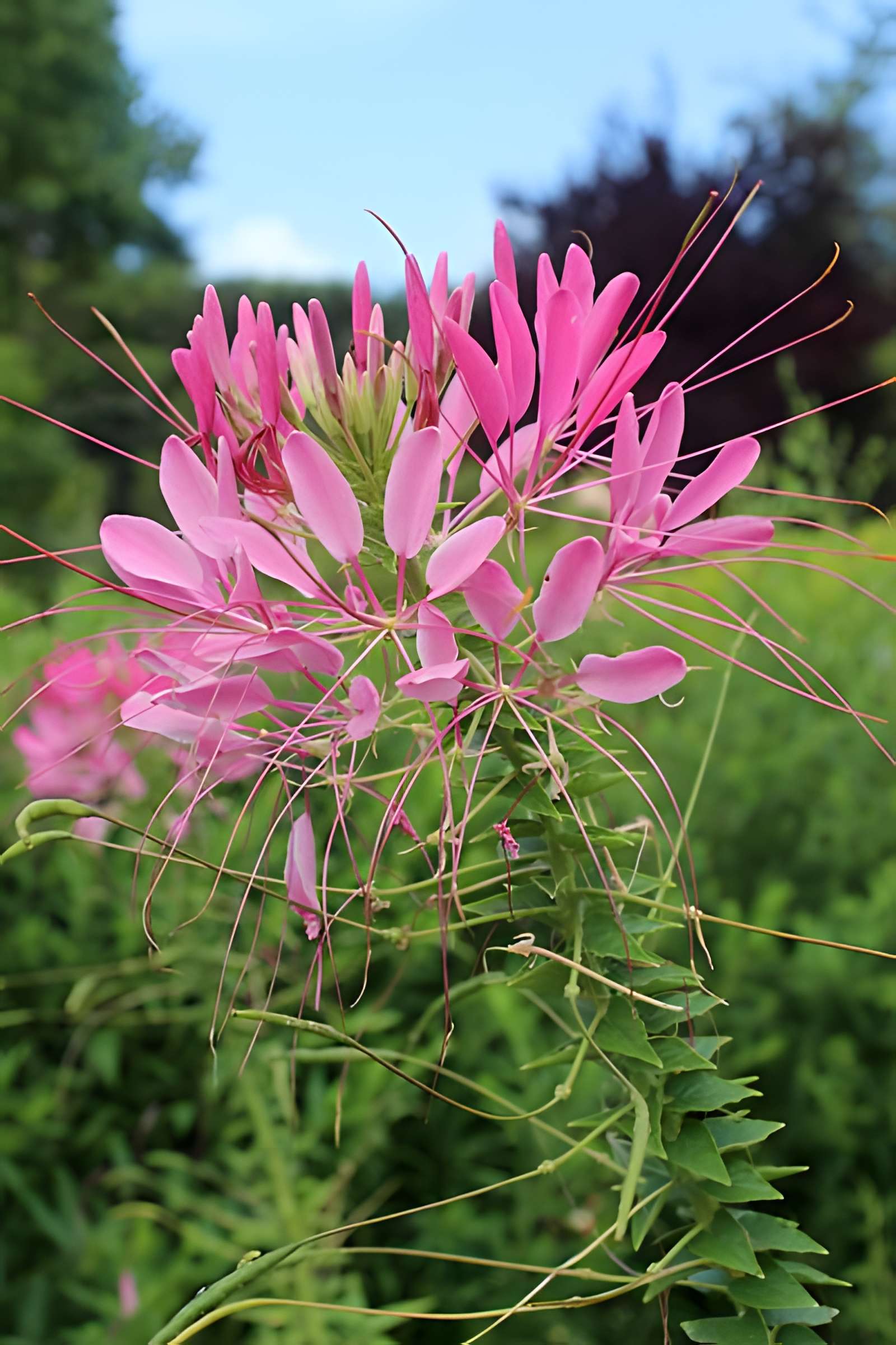 Fondation Claude Monet à Giverny