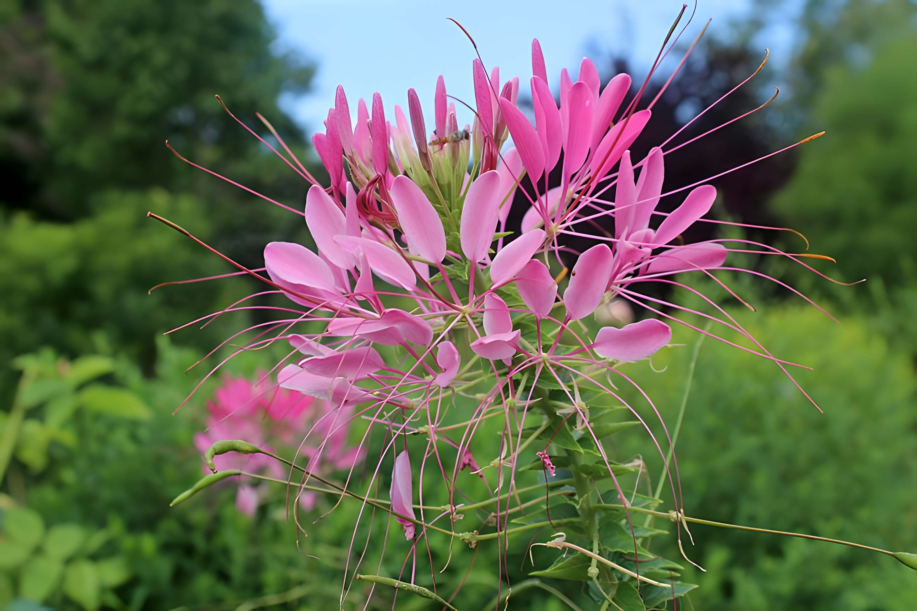 Fondation Claude Monet à Giverny