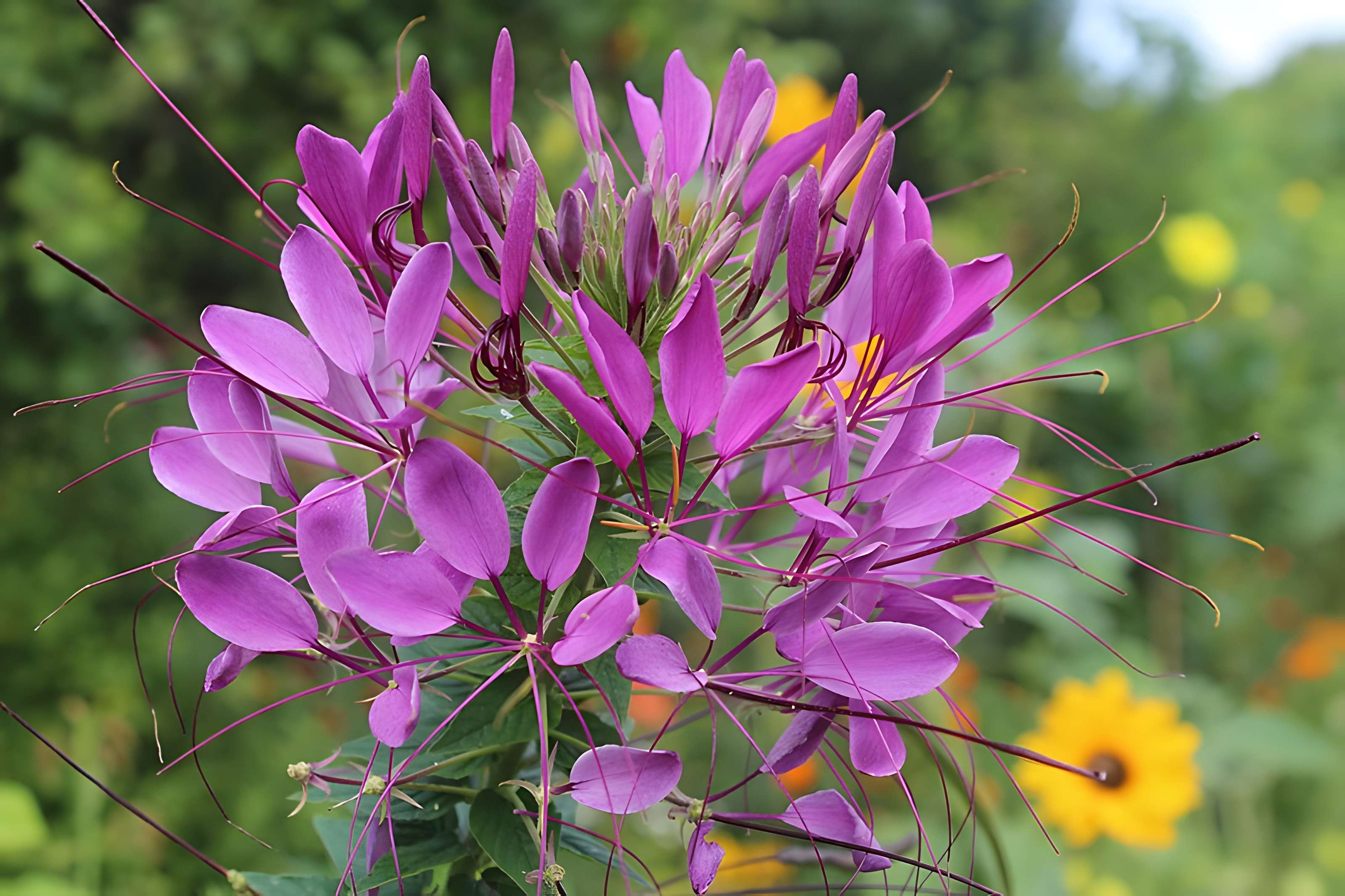 Fondation Claude Monet à Giverny