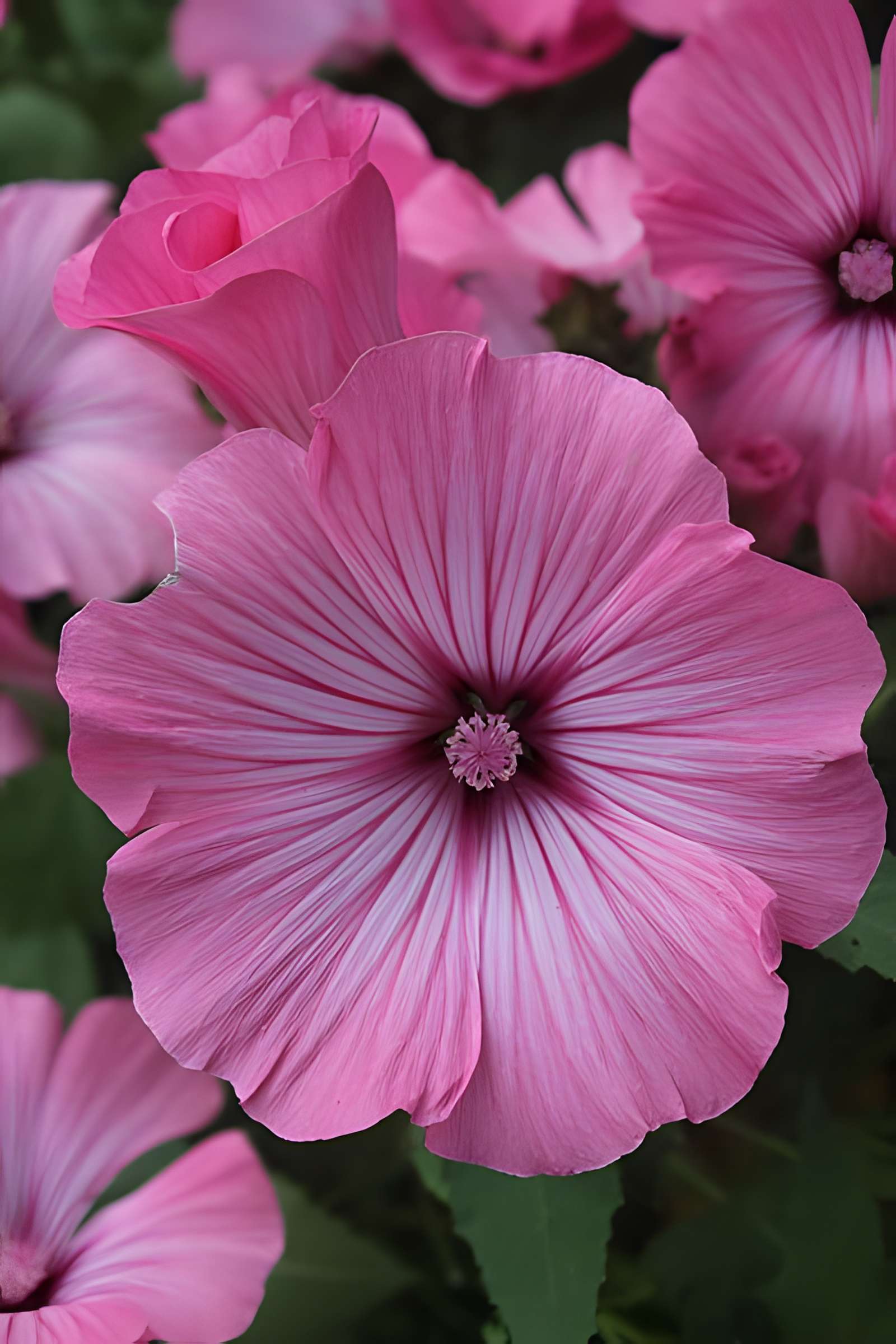 Fondation Claude Monet à Giverny