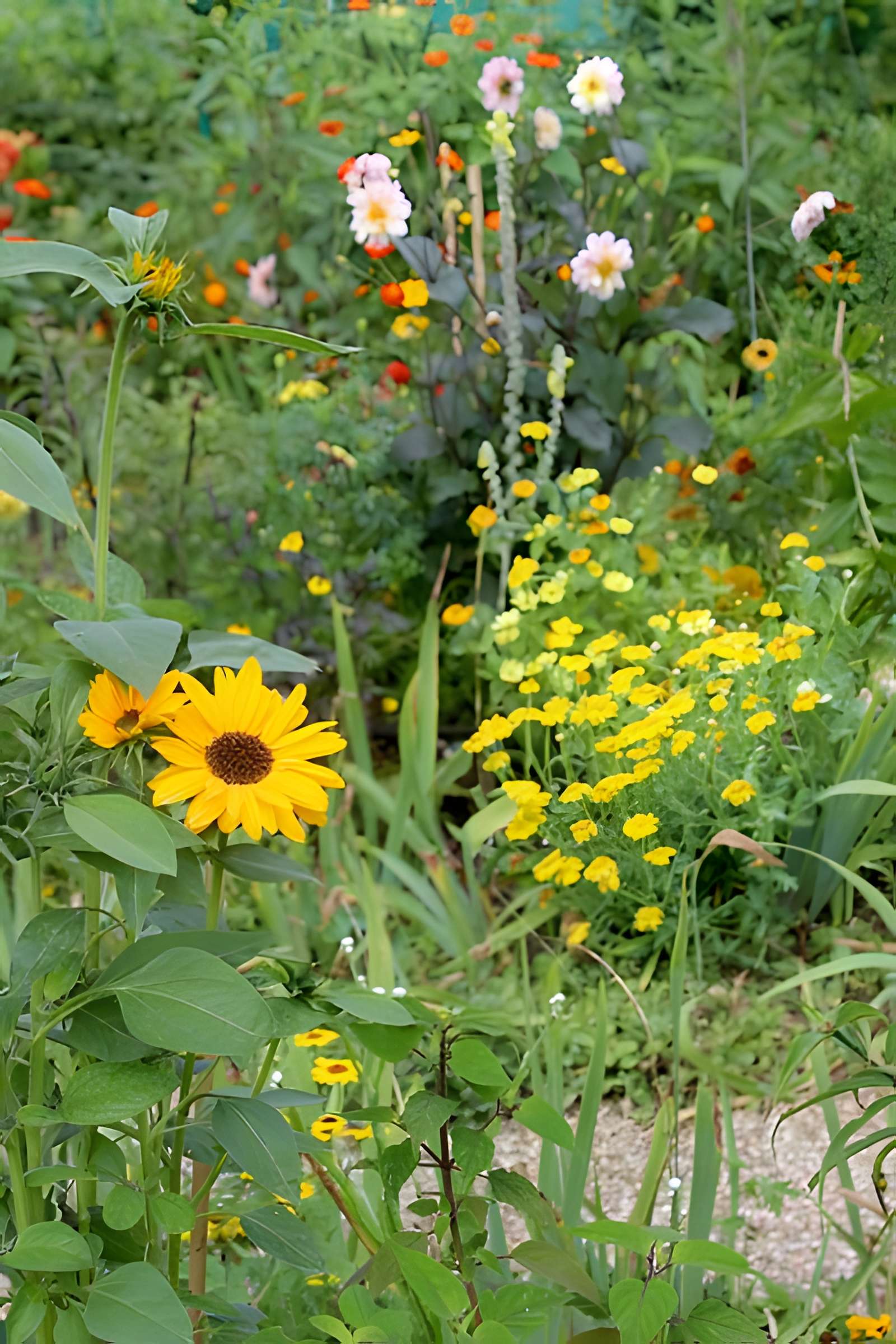 Fondation Claude Monet à Giverny