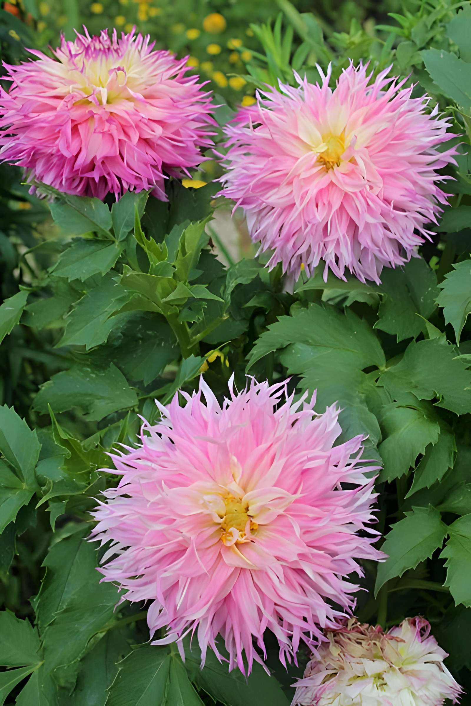 Fondation Claude Monet à Giverny