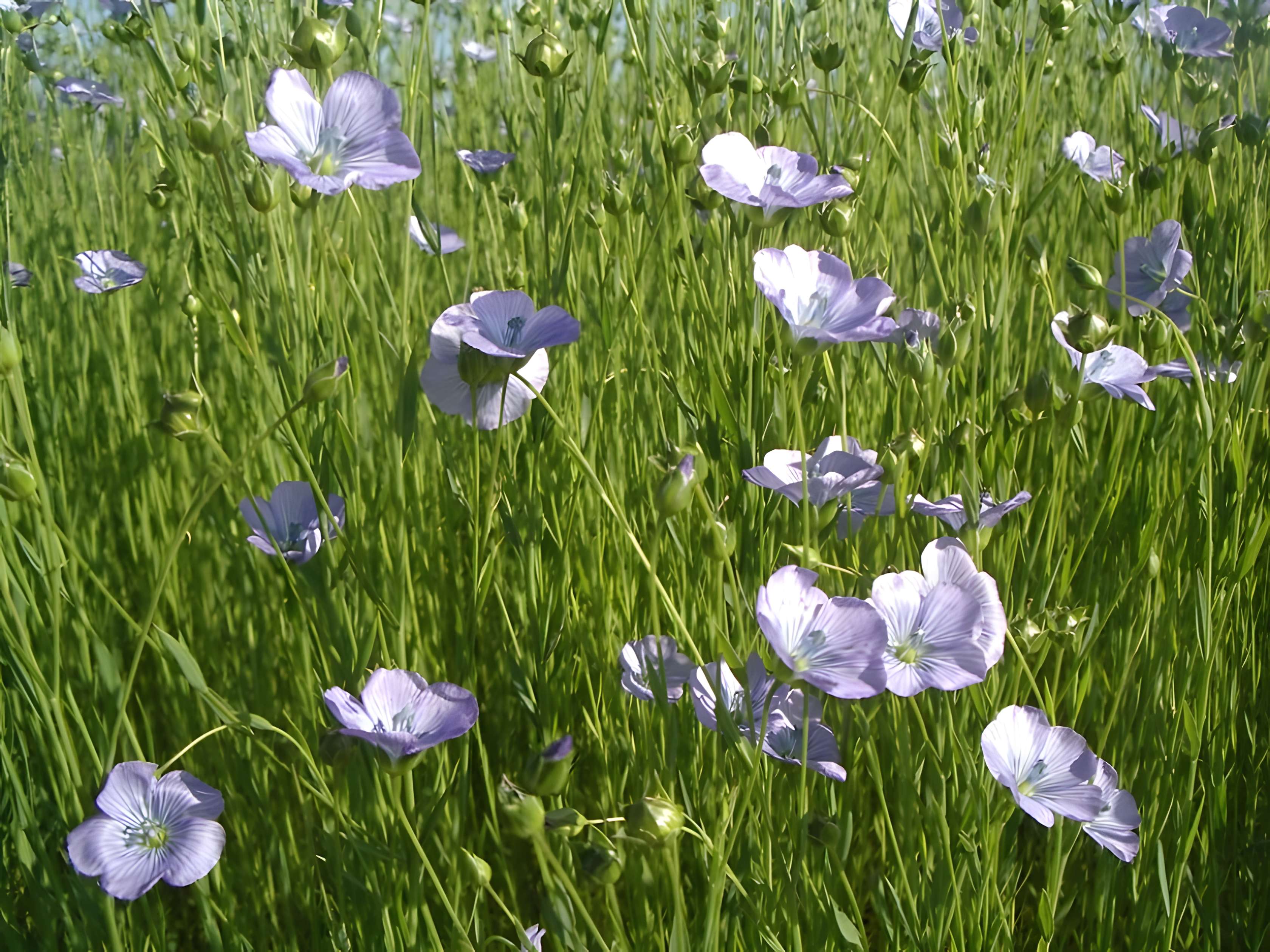 Musée du lin à Routot 