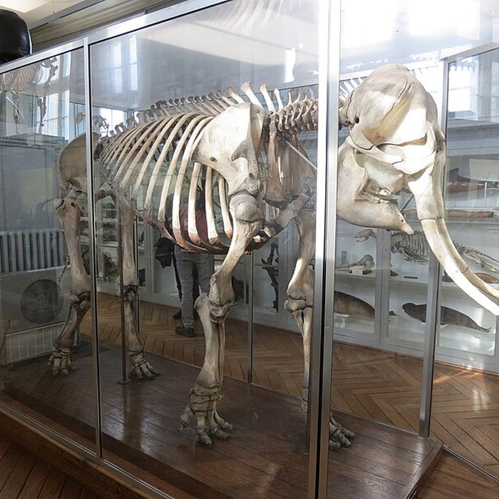 Photo de Muséum dhistoire naturelle de Rouen