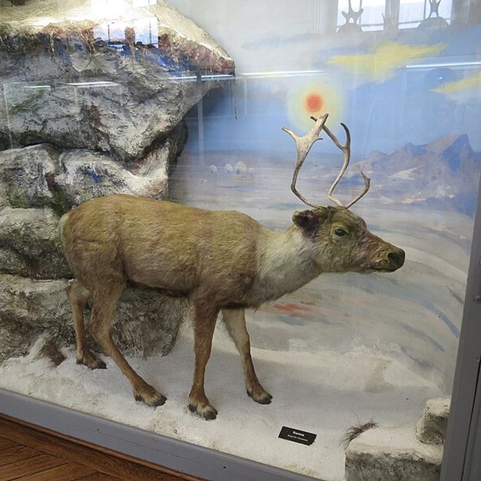 Photo de Muséum dhistoire naturelle de Rouen