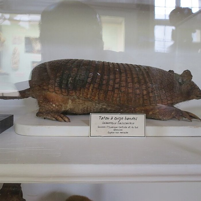 Photo de Muséum dhistoire naturelle de Rouen