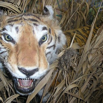 museum d histoire naturelle de rouen
